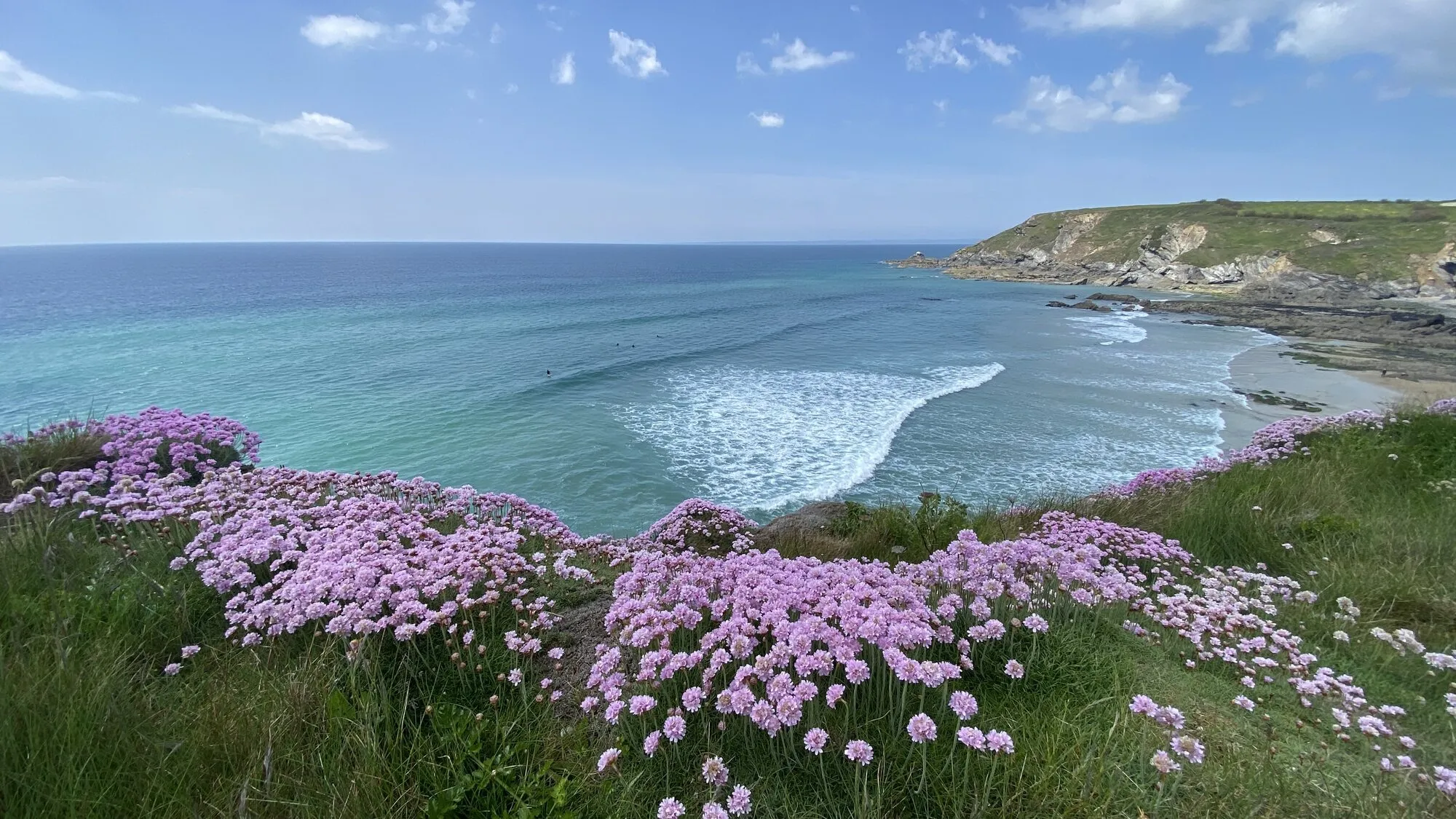 Pink sea thrift in flower on a clifftop above a turquoise bay at Dollar Cove on Cornwall's south coast, with white surf rolling onto a sandy beach and a green cliff headland in the distance under a clear summer sky.