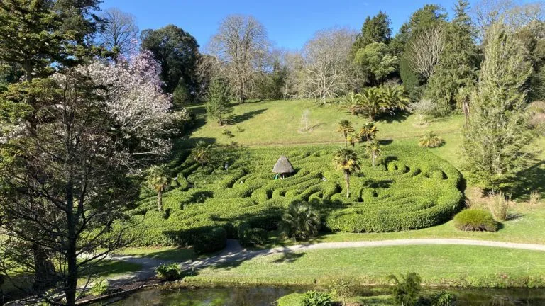 Glendurgan Garden's famous cherry-laurel maze in spring, viewed from above in a wooded valley with a magnolia in flower, palm trees, and a small thatched hut at the centre of the maze.