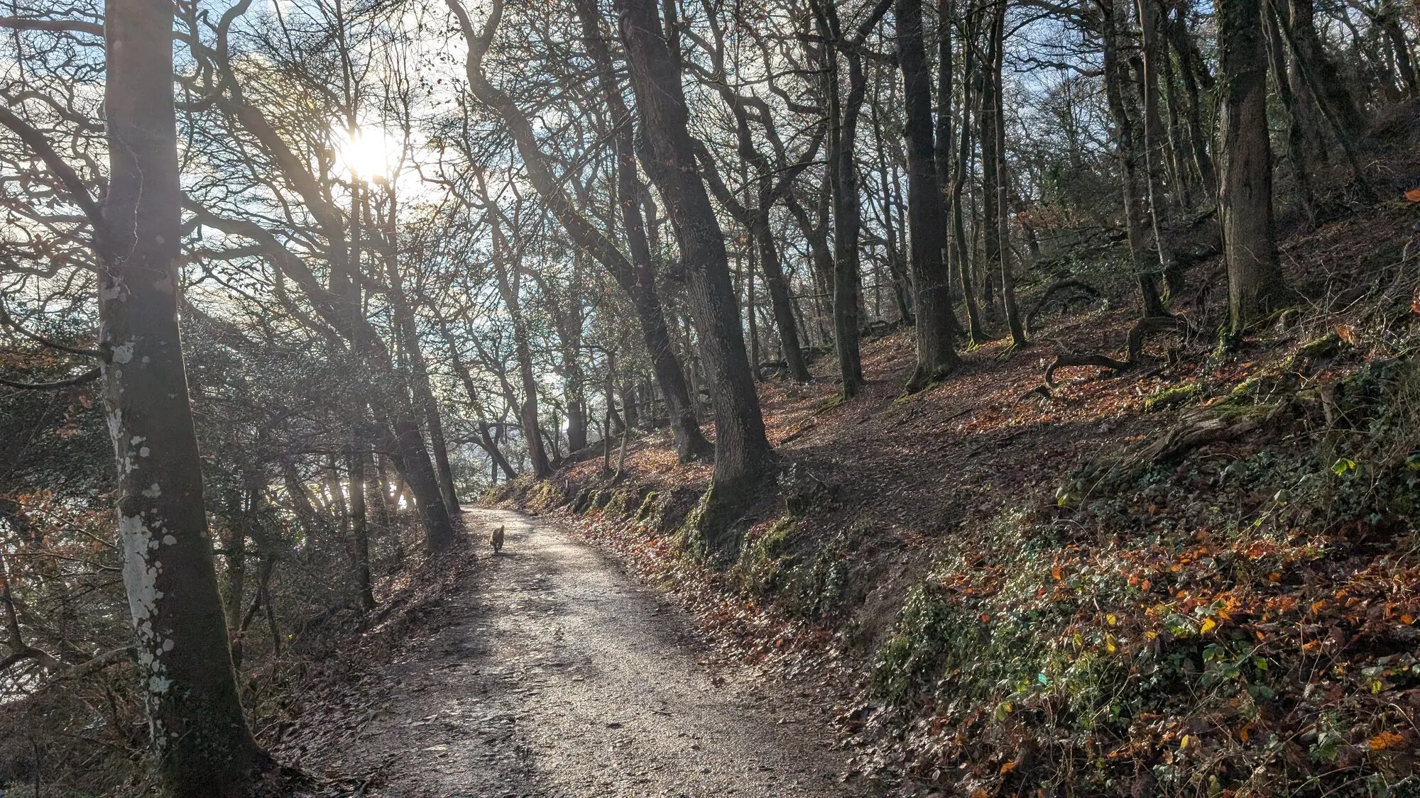 A wide woodland path at Trelissick in autumn, sun low through bare trees, fallen copper leaves on the bank and glimpses of the River Fal through the trunks.