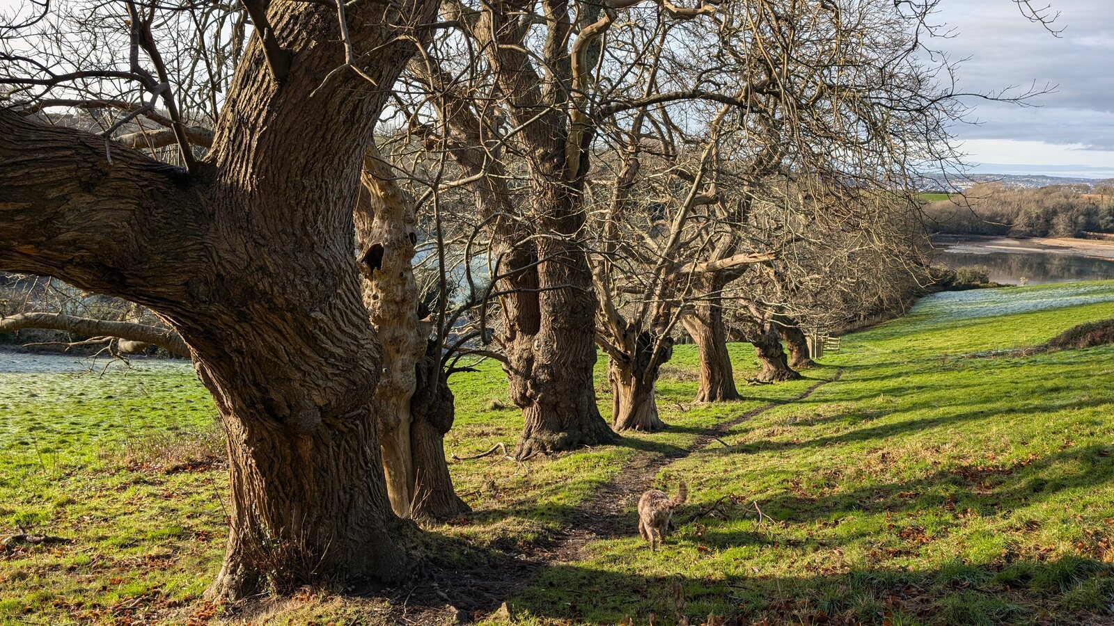 A line of ancient, gnarled chestnut trees on a frosty green slope above the creek, with a narrow path running between them in low winter sun.