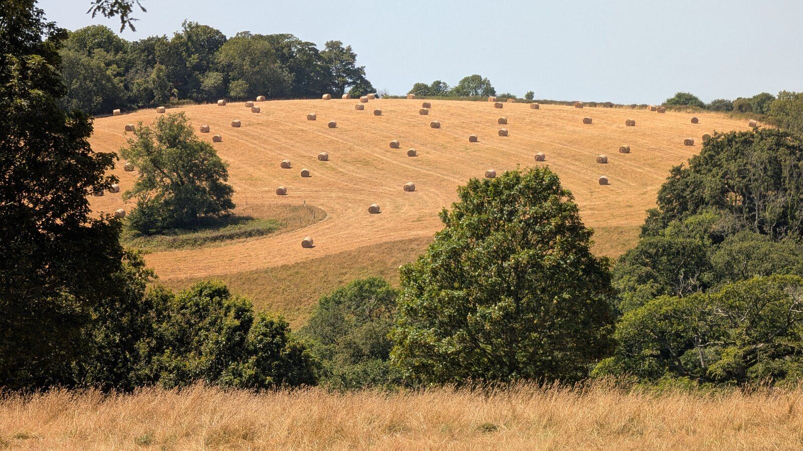 A golden hillside field dotted with round hay bales, framed by dark green oaks, seen from the long grass of Trelissick's parkland.